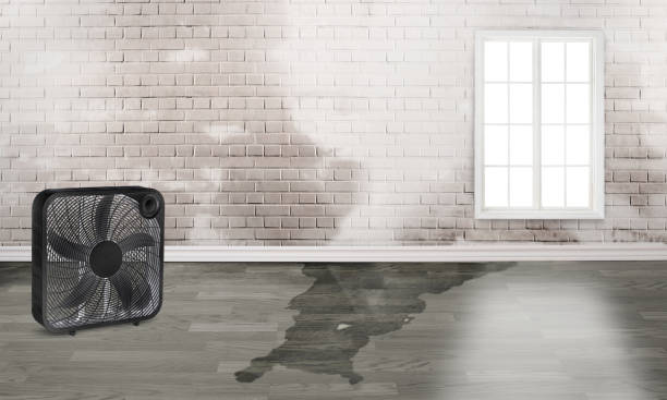 Best Water damage mitigation services  in Munford, AL